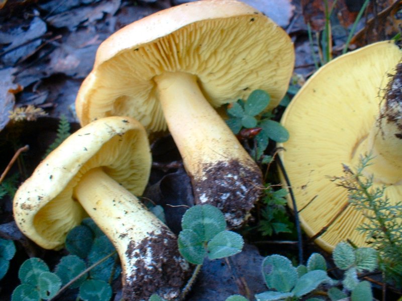 che tricholoma 